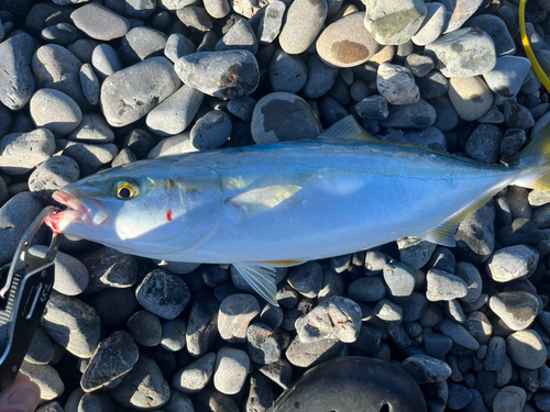 イナダの釣果