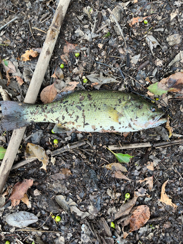 ブラックバスの釣果