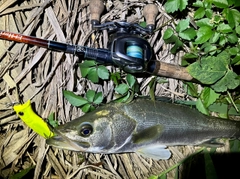 フッコ（マルスズキ）の釣果