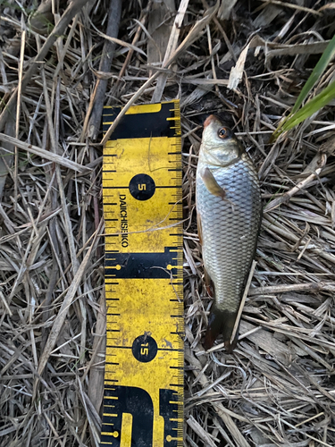 ノゴイの釣果