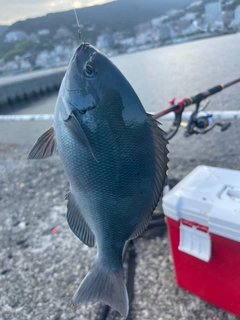 グレの釣果