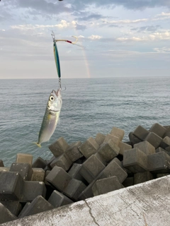 サバの釣果