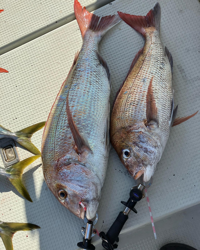 タイの釣果