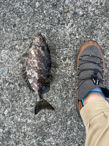 アイゴの釣果