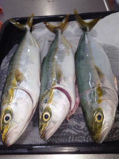 フクラギの釣果