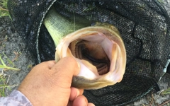 ブラックバスの釣果