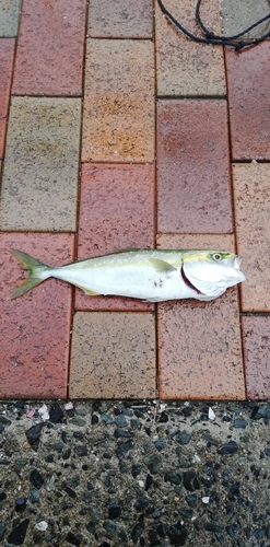 ヤズの釣果