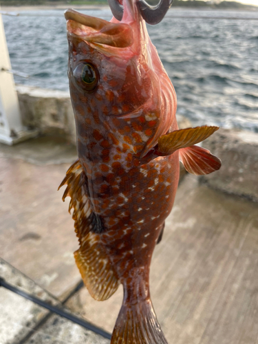 キジハタの釣果