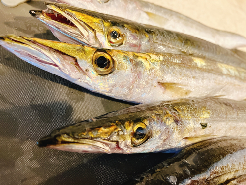 カマスの釣果