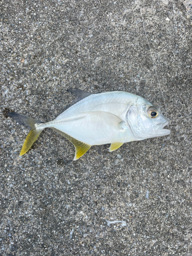 メッキの釣果