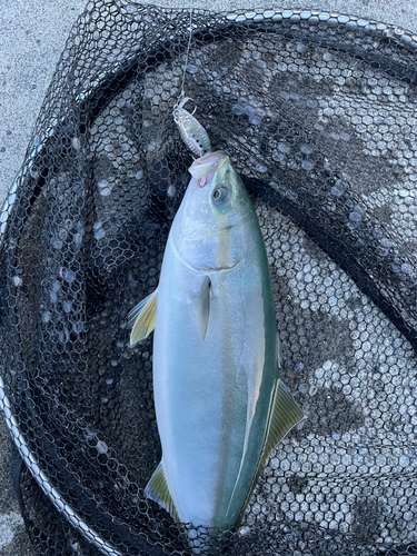 イナダの釣果