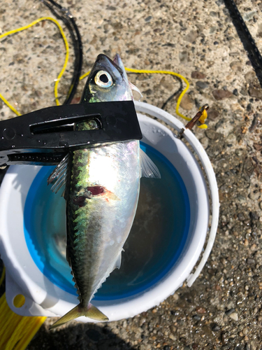 サバの釣果