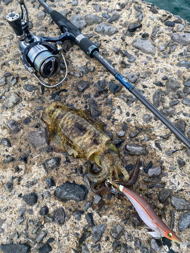 アオリイカの釣果