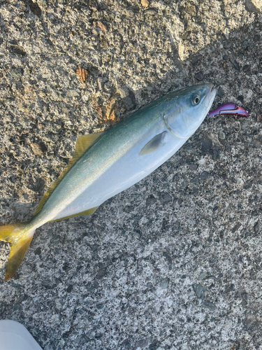 ワカシの釣果