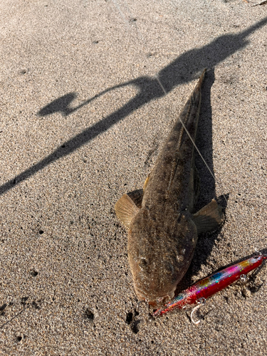 マゴチの釣果