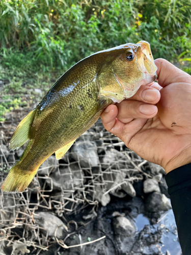 ラージマウスバスの釣果