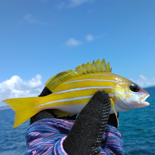 ヨスジフエダイの釣果