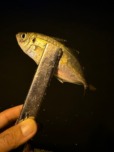 マアジの釣果