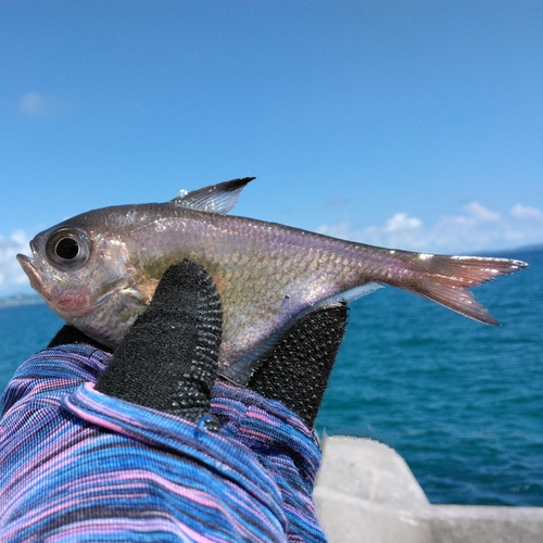 リュウキュウハタンポの釣果