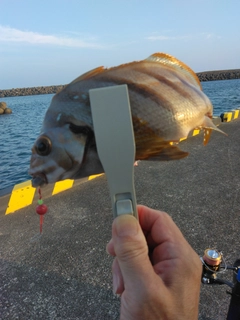タカノハダイの釣果