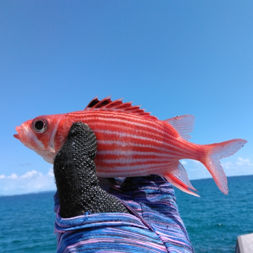 テリエビスの釣果