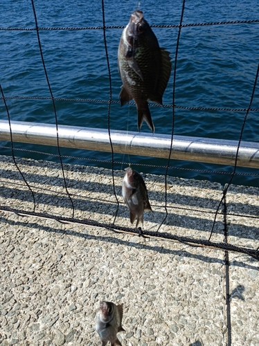 スズメダイの釣果