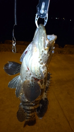 チャイロマルハタの釣果