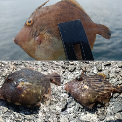 カワハギの釣果