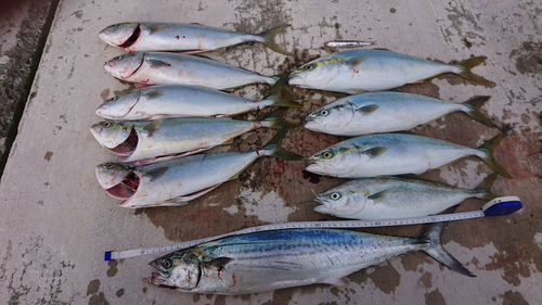 イナダの釣果