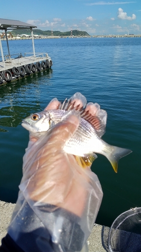 キビレの釣果