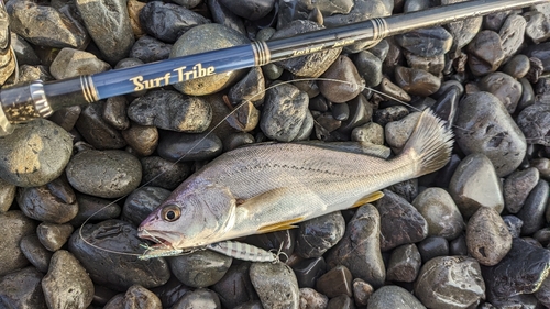 ニベの釣果