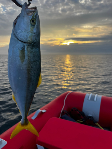 フクラギの釣果