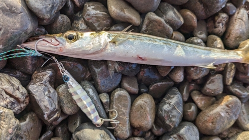 カマスの釣果