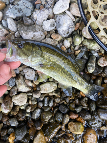 ラージマウスバスの釣果