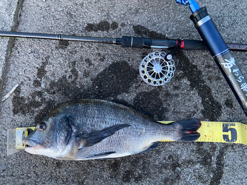 クロダイの釣果