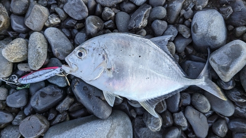 メッキの釣果