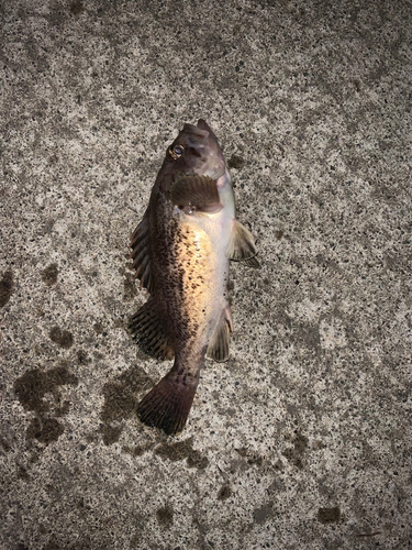 クロソイの釣果