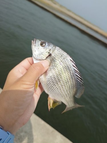 フッコ（ヒラスズキ）の釣果