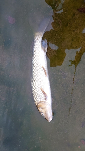 ニゴイの釣果