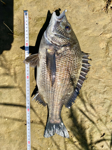 クロダイの釣果