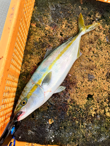 ツバスの釣果