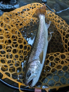 イワナの釣果