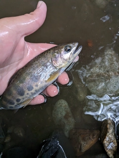 ヤマメの釣果