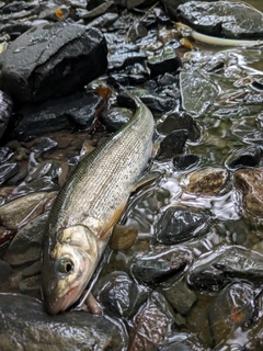 ウグイの釣果