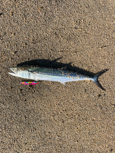 サゴシの釣果