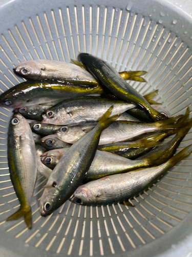 タカベの釣果