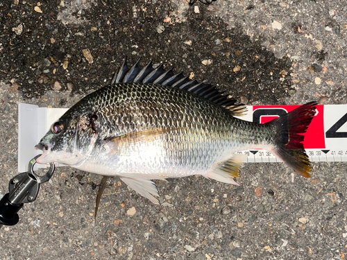 キビレの釣果