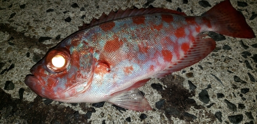 ゴマヒレキントキの釣果