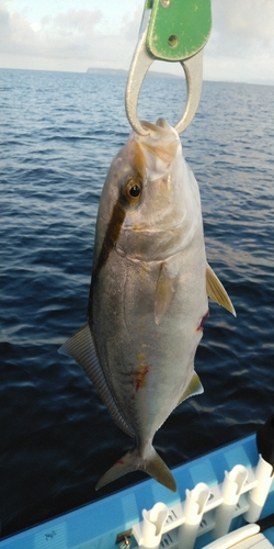 ネリゴの釣果