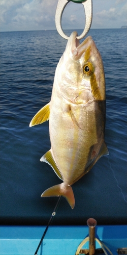 ネリゴの釣果